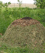 Compost Heap