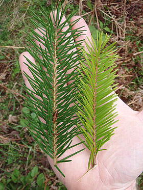 Douglas-fir