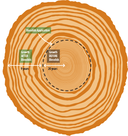 Comparison of tree growth rings